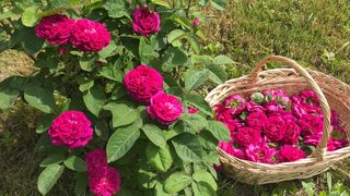 Produs special din petale de trandafiri