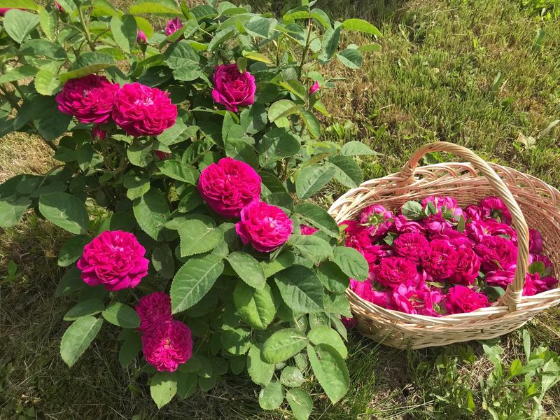 Produs special din petale de trandafiri