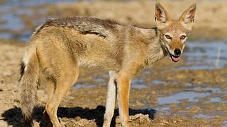 Incident halucinant în centrul orașului Arad! O femeie a fost muşcată de un șacal. Încerca să-și apere bichonul cu care ieșise la plimbare