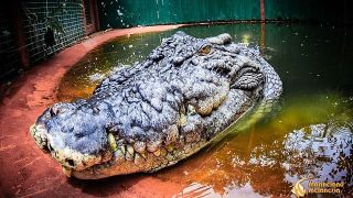 FOTO/VIDEO - Cât de mare este cel mai mare crocodil aflat în captivitate? Cassius ar putea avea vârsta de 120 de ani și ar măsura mai mult decât se știa în trecut