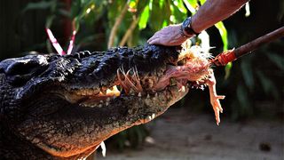 Cât de mare este cel mai mare crocodil aflat în captivitate? Cassius ar putea avea vârsta de 120 de ani și ar măsura mai mult decât se știa în trecut