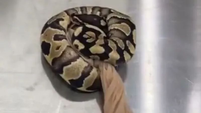 Gestul halucinant al unui bărbat! A vrut să tragă ilegal granița cu 14 șerpi. Reptilele erau ascunse în buzunare