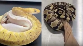 VIDEO. Gestul halucinant al unui bărbat! A vrut să tragă ilegal granița cu 14 șerpi. Reptilele erau ascunse în buzunare