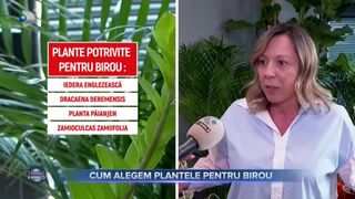 VIDEO - Biroul, locul unde ne petrecm cea mai mare parte din zi. Cum alegem plantele la locul de muncă? „Cu cât ne înconjurăm mai mult de natură, cu atât avem un vibe mai bun”