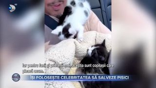VIDEO - Terrence Howard, cunoscut pentru rolul din filmul „Pe urmele unui idol”, este un mare iubitor de animale. Starul american a găsit un cămin pentru 5 pisici abandonate 