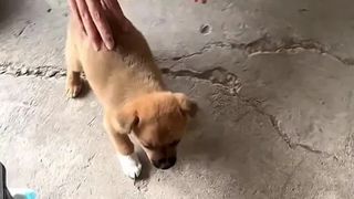 Șocul pe care l-a trăit un bărbat după ce a văzut câinele pe care abia îl cumpărase. Trebuia să fie un Golden Retriever „de rasă pură”. A plătit pentru el 23 de lire sterline