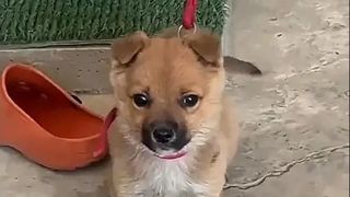 Șocul pe care l-a trăit un bărbat după ce a văzut câinele pe care abia îl cumpărase. Trebuia să fie un Golden Retriever „de rasă pură”. A plătit pentru el 23 de lire sterline