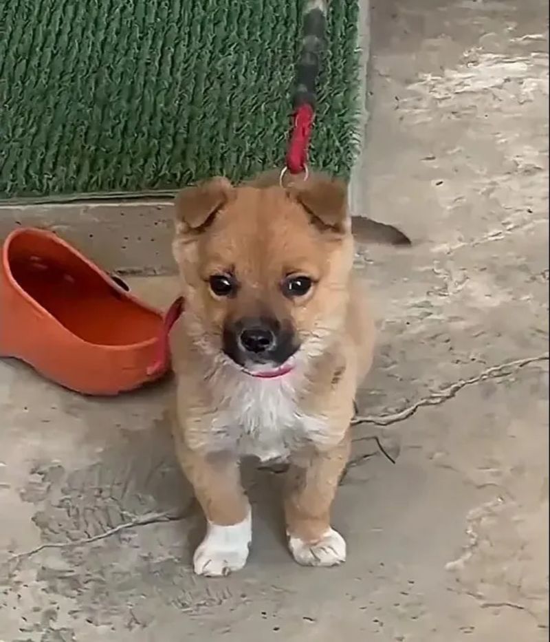 Șocul pe care l-a trăit un bărbat după ce a văzut câinele pe care abia îl cumpărase. Trebuia să fie un Golden Retriever „de rasă pură”. A plătit pentru el 23 de lire sterline