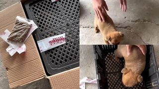 Șocul pe care l-a trăit un bărbat după ce a văzut câinele pe care abia îl cumpărase. Trebuia să fie un Golden Retriever „de rasă pură”. A plătit pentru el 23 de lire sterline