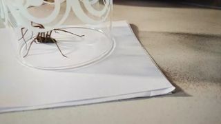 De ce nu ar trebui să omori niciodată un păianjen &icirc;n propria casă? Care sunt beneficiile lor