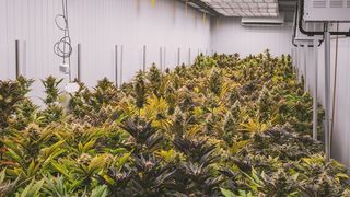 Un organism de supraveghere a narcoticelor din cadrul ONU a declarat &icirc;n martie că măsurile luate de guverne pentru legalizarea consumului de marijuana &icirc;n scop recreativ au dus la creșterea consumului.