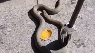 VIDEO- Un șarpe a fost îndepărtat de jandarmi într-un parc din Galați. În zonă se aflau mai mulți copii