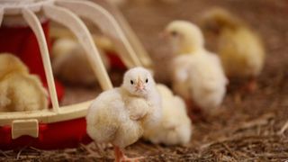 Rasele de pui cu creștere rapidă: 4 kg &icirc;n 8 săptăm&acirc;ni