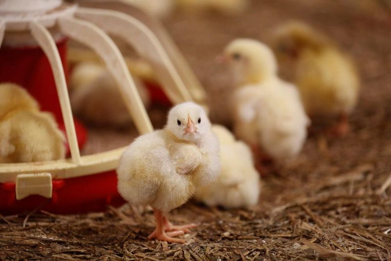 Rasele de pui cu creștere rapidă: 4 kg în 8 săptămâni