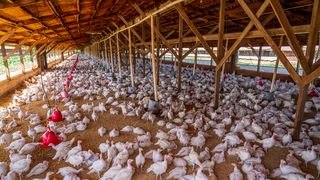 Majoritatea puilor din industria alimentară din Rom&acirc;nia sunt pui care aparțin raselor cu creștere rapidă