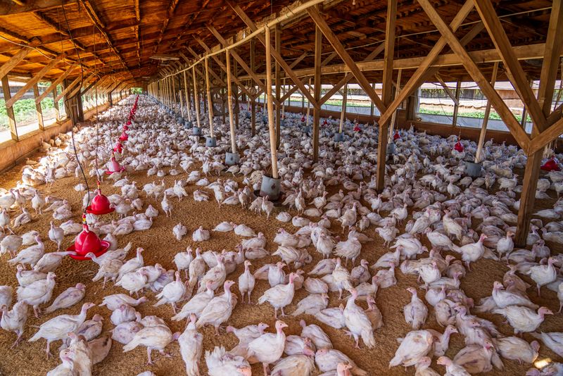 Majoritatea puilor din industria alimentară din România sunt pui care aparțin raselor cu creștere rapidă