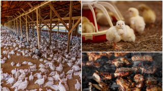 EXCLUSIV - Realitatea crudă despre puii cu creștere rapidă din supermarketurile românești. Sunt crescuți în 35 de zile: ”Din cauza sistemului lor imunitar scăzut, dar și al dimensiunii, pot dezvolta diferite boli”