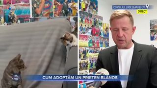 VIDEO - Cum putem să ajutăm un patruped să-și găsească o familie adoptivă? &bdquo;Puteți adopta animale din adăpostul Brănești și Buftea&rdquo;