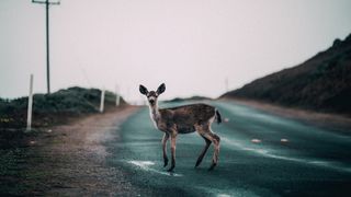 Ce s-ar &icirc;nt&acirc;mpla dacă omenirea ar dispărea? Cum ar arăta lumea un an mai t&acirc;rziu