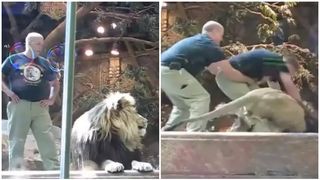 VIDEO - Imagini virale cu momentul &icirc;n care paznicul unei grădini zoo este salvat de o leoaică, din ghearele unui leu: &bdquo;Limbajul corpului său spunea 'provoacă-mă', iar leul l-a ascultat&rdquo;