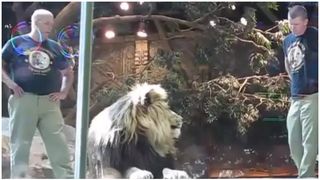  Imagini virale cu momentul &icirc;n care paznicul unei grădini zoo este salvat de o leoaică, din ghearele unui leu: &bdquo;Limbajul corpului său spunea 'provoacă-mă', iar leul l-a ascultat&rdquo;