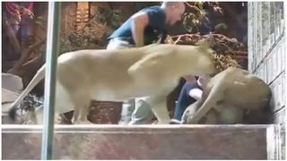  Imagini virale cu momentul &icirc;n care paznicul unei grădini zoo este salvat de o leoaică, din ghearele unui leu: &bdquo;Limbajul corpului său spunea 'provoacă-mă', iar leul l-a ascultat&rdquo;