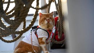 Pisicile pot merge în croaziere de lux și primesc tratament regește. Cât costă biletul pentru această călătorie?