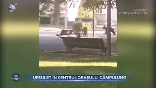 Ursuleț, surprins în centrul orașului din Câmpulung. Cum a fost văzut animalul sălbatic