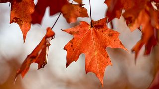 Când vine toamna în România? Începând cu această dată, temperaturile scad extrem de mult. Vom avea 16 grade noaptea