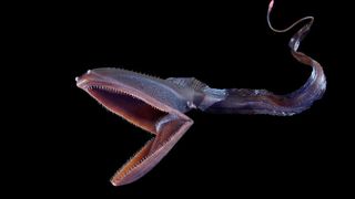 Motivul pentru care peștii din ad&acirc;ncul oceanelor arată precum extratereștrii