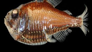 Motivul pentru care peștii din ad&acirc;ncul oceanelor arată precum extratereștrii