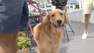 Situație neplăcută pentu un cuplu, cu doar câteva zile înainte de a se căsători. Nunta lor de vis din Italia a fost ruinată după ce câinele le-a mâncat pașapoartele