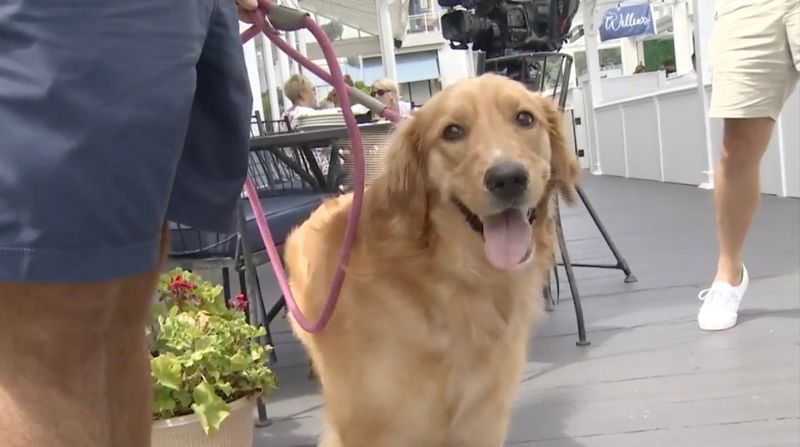 Situație neplăcută pentu un cuplu, cu doar câteva zile înainte de a se căsători. Nunta lor de vis din Italia a fost ruinată după ce câinele le-a mâncat pașapoartele