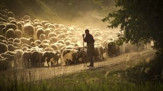 Crimă oribilă la Alțâna: Un cioban a fost ucis după ce a primit o bâtă în cap și a fost înjunghiat cu cu un briceag în gât