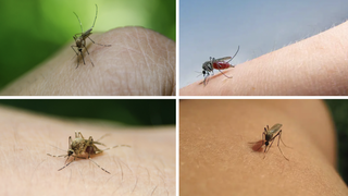 Trei decese înregistrate în urma infecției cu virusul West Nile, în România. Ce recomandări fac reprezentanții INSP