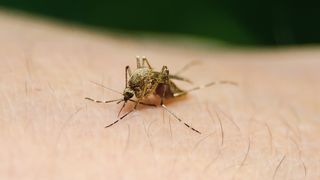 Trei decese &icirc;nregistrate &icirc;n urma infecției cu virusul West Nile, &icirc;n Rom&acirc;nia