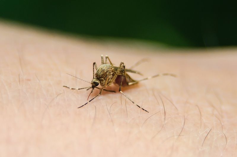 Trei decese înregistrate în urma infecției cu virusul West Nile, în România
