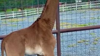 &bdquo;&Icirc;ncet-&icirc;ncet, va deveni o specie pe cale de dispariție''