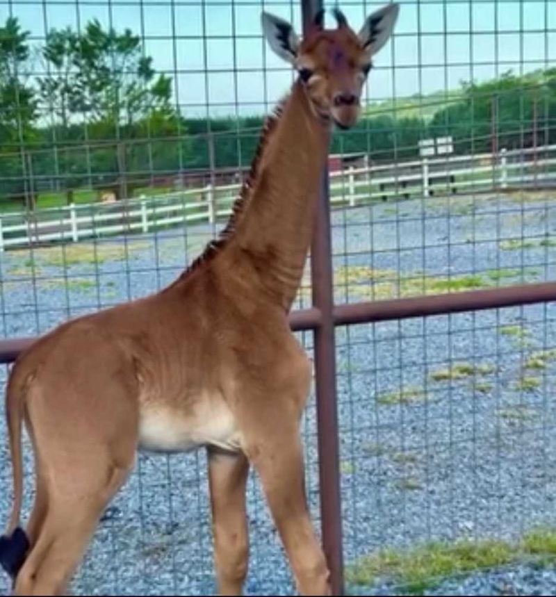 „Încet-încet, va deveni o specie pe cale de dispariție''