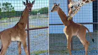 Singura girafă fără pete s-a născut la o grădină zoologică din SUA. Cum arată puiul de girafă? &bdquo;&Icirc;ncet-&icirc;ncet, va deveni o specie pe cale de dispariție''