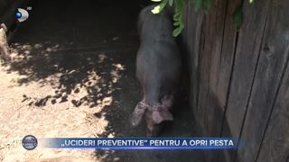 VIDEO- Ucideri preventive pentru a opri pesta. Din vara lui 2017 și p&acirc;nă acum, &icirc;n Rom&acirc;nia, au fost lichidate peste 7200 de focare de pestă porcină.
