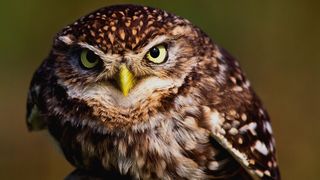 Ce semnificatie are cantecul cucuvelei. Superstiții în România și în lume despre „vestitorul morții”