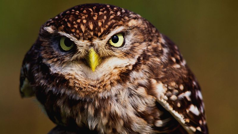 Ce semnificatie are cantecul cucuvelei. Superstiții în România și în lume despre „vestitorul morții”