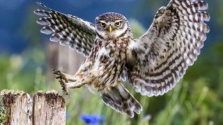 Ce semnificatie are cantecul cucuvelei. Superstiții în România și în lume despre „vestitorul morții”