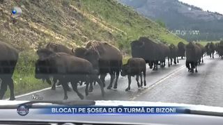 VIDEO - Mașina unui cuplu, rămasă blocată pe șosea din Ohio, din cauza unei turme de bizoni