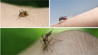 Două persoane din Iași și Pașcani, infectate cu virusul West Nile. Care sunt recomandările Direcției de Sănătate Publică