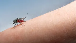 Două persoane din Iași și Pașcani, infectate cu virusul West Nile. Care sunt recomandările Direcției de Sănătate Publică