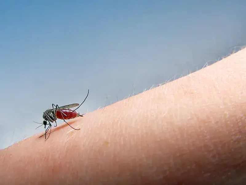 Două persoane din Iași și Pașcani, infectate cu virusul West Nile. Care sunt recomandările Direcției de Sănătate Publică