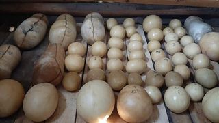 Florin Tara vinde produse naturale