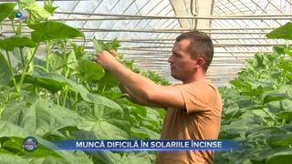 VIDEO - Muncă dificilă în solariile încinse. Angajații în agricultură, pe cale de dispariție